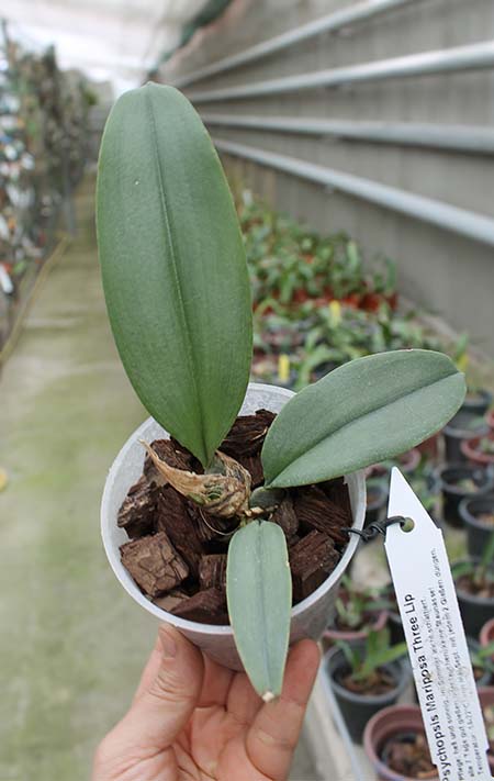 Psychopsis Mariposa Three Lip.jpg