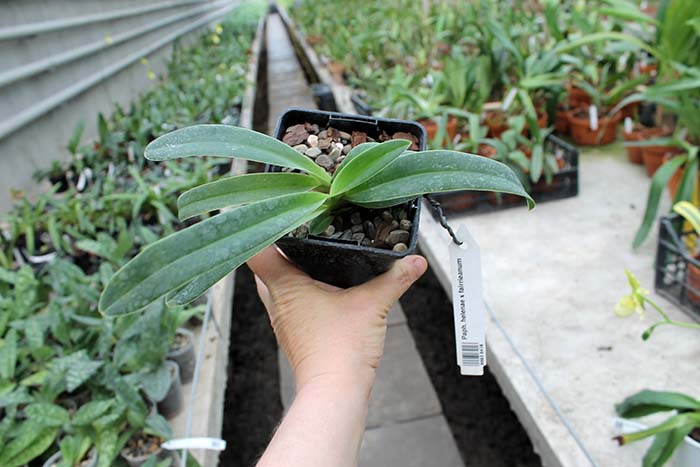 Paphiopedilum helenae x fairrieanum.jpg