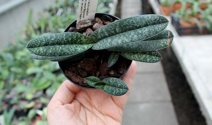 Paphiopedilum armeniacum.jpg