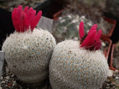 Epithelantha micrimeris с плодами. В таком виде она, наверно, даже<br />наряднее, чем с нежно-розовыми цветками. Но красивая постоянно даже<br />отдельными колючками.