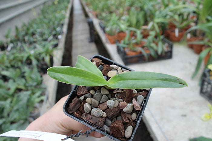 Paphiopedilum sanderianum.jpg