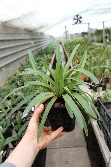 Paphiopedilum exul.jpg