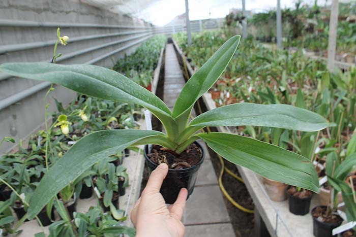 Paphiopedilum kolopakingii var topperi x Betty Bracey.jpg