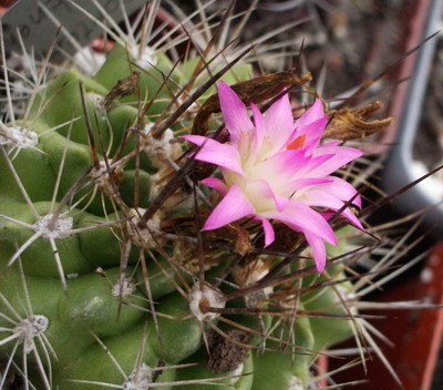 Цветший всю зиму чилиец Neoporteria wagenknehtii, о которой я уже упоминала.