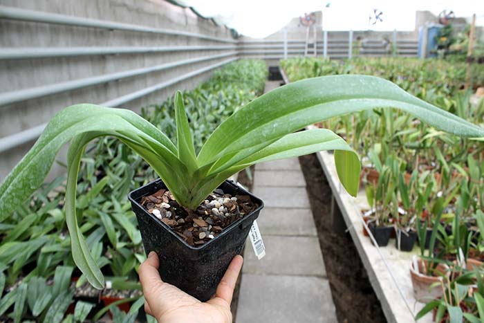 Paphiopedilum rothschildianum 'Chao Chou' x Paphiopedilum gigantiferum '#1'.jpg