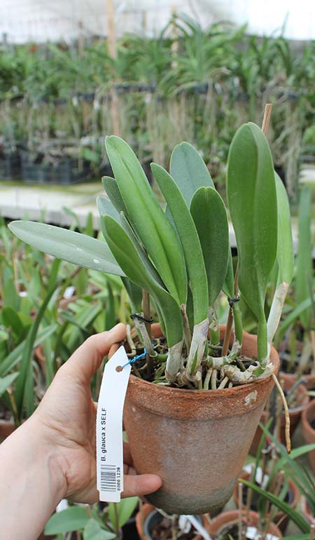 Rhyncholaelia glauca.jpg