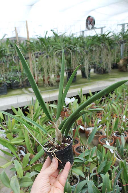 Kirchara Jairak Kiss Spot Lip.jpg