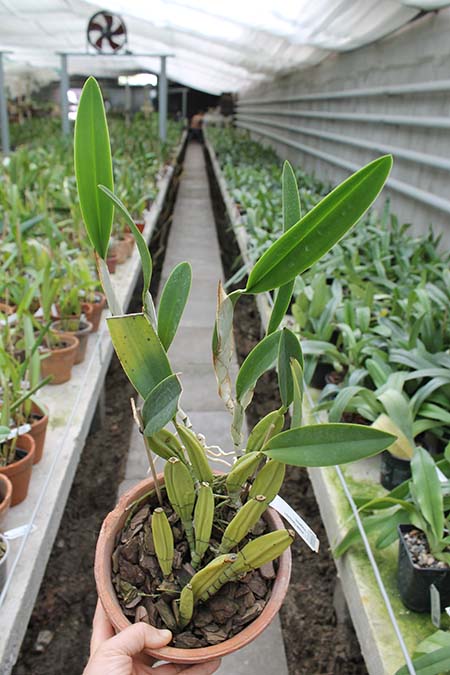 Laelia anceps Dawsonii Chiapensis.jpg