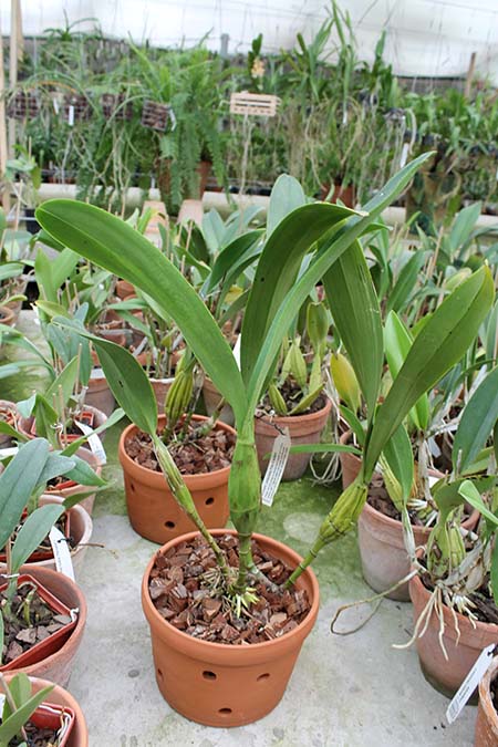 Schomburgkia undulata.jpg