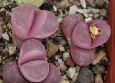 Один из писков литопсной тематики - Lithops optica rubra. А у меня<br />цвело только одно растение - вот что для нашего брата горе :).