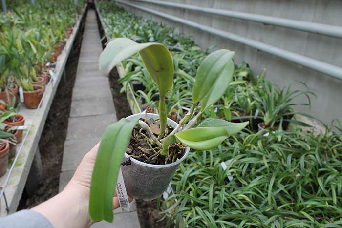 Cattleya jenmanii coerulea 'Pedra Azul' x SELF.jpg
