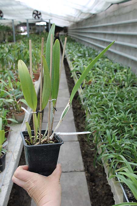 Cattleya mendelli concolor 'Bucaramanga' x SELF.jpg