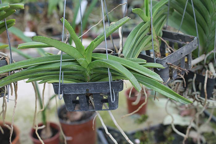 Ascocentrum miniatum.jpg