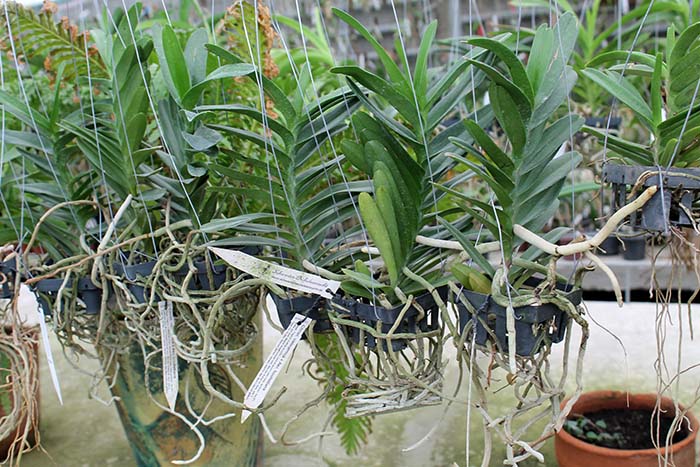 Christensonia vietnamica x Aerides houlletiana.jpg