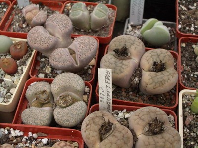 Pазные взрослые, все уже неоднократно цветшие литопсы.