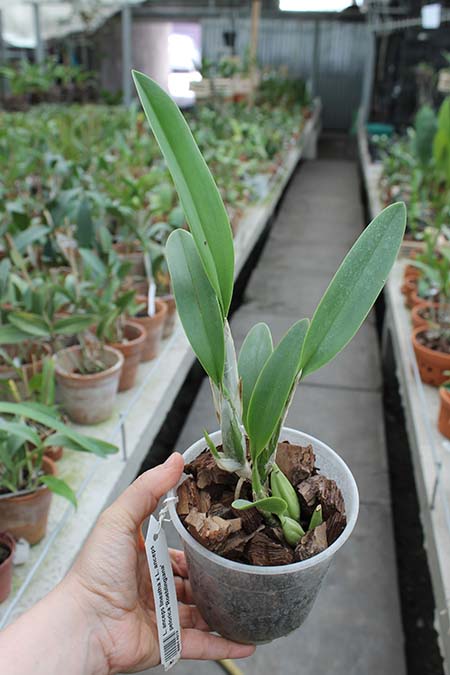 Laelia anceps lineatha x Laelia anceps pelorica 'Roeblingiana'.jpg
