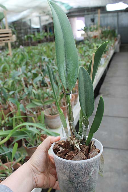 Rhyncholaelia digbyana.jpg