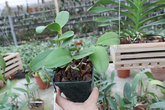 Cattleya Brabantiae 'Banderantes'.jpg