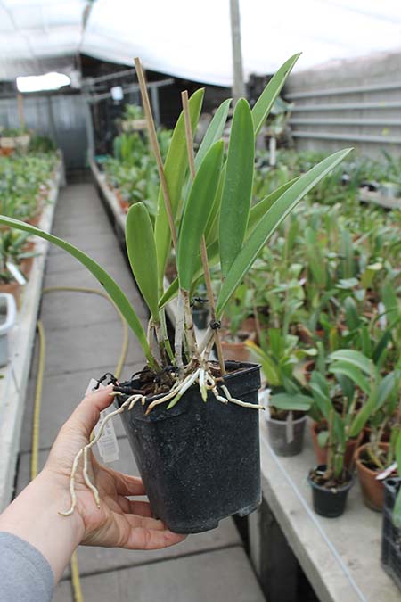 Brassocattleya Saint Andre (Cattleya dowiana aurea x Brassavola nodosa).jpg