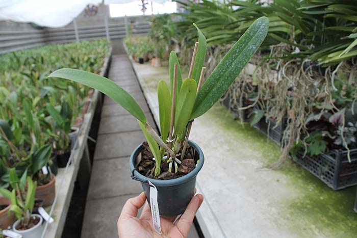Cattleya quadricolor escura 'Sombrero' XXXX.jpg