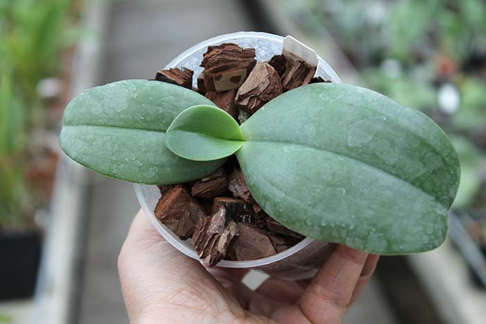 Phalaenopsis Jong's Gigan Cherry 'Prince' x gigantea.jpg