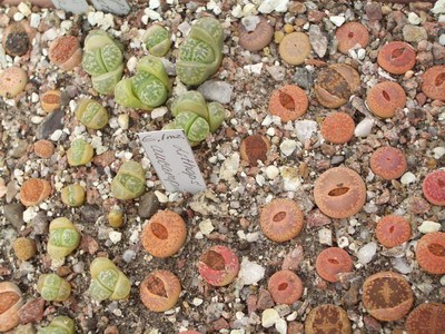 84, 83, 82 А это посевы литопсов, среди которых есть очень ценные и<br />интересные. Трепетно няньчу :).