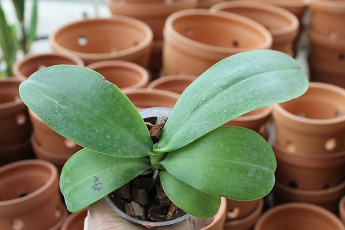 Phalaenopsis Ld's Bear King 'YKY' x Hawaii Dragon Girl 'DT-1'.jpg