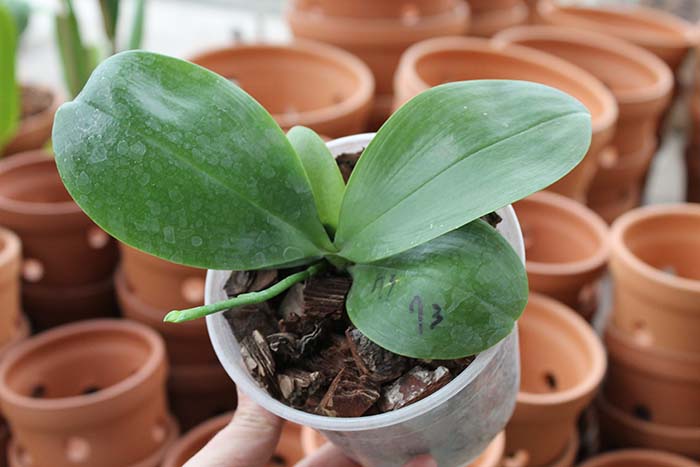 Phalaenopsis Chang Yi Green Giant x Yaphon Godboy.jpg