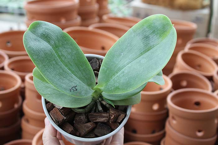 Phalaenopsis Ld's Bear King 'RK-3' x Fushang's Beauty Star.jpg