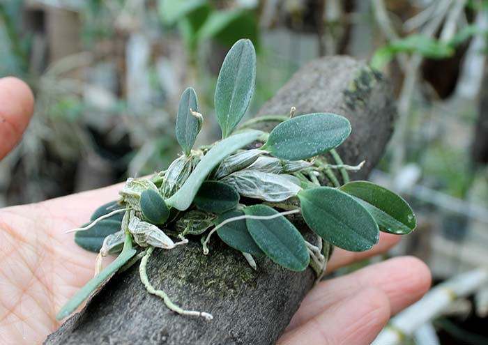 Dendrobium jenkinsii.jpg