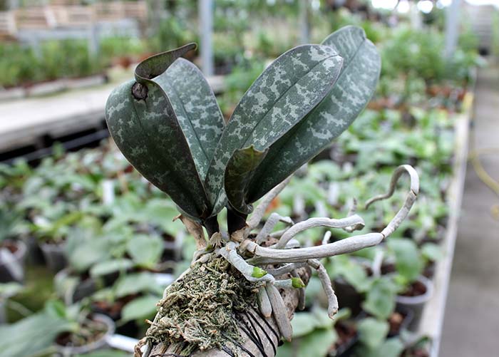 Phalaenopsis schilleriana.jpg