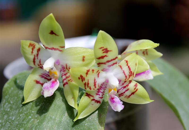 Phalaenopsis Jennifer Palermo (C1 type) x Phalaenopsis LD's Bear Queen.jpg