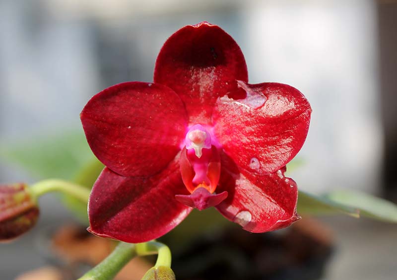 Phalaenopsis Gold Sun x LDS Bear King 'red'.jpg