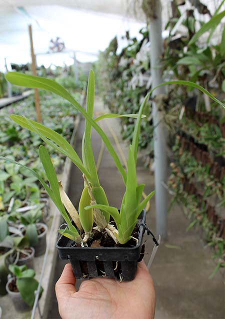 Miltonia spectabilis.jpg