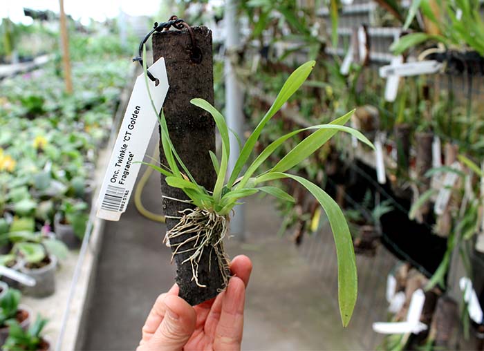 Oncidium Twinkle 'CT Golden Fragrance'.jpg