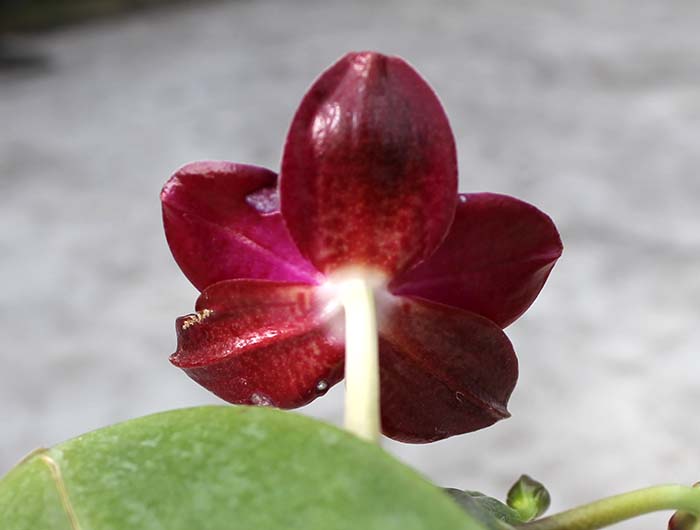 Phalaenopsis Gold Sun x LDS Bear King 'red'.jpg
