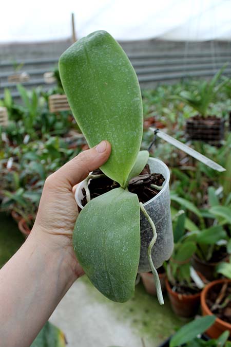 Phalaenopsis Ld's Bear Queen Mituo #3.jpg