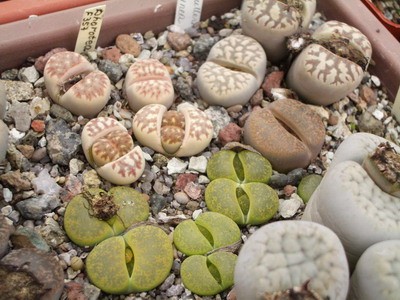 Очень красиво, когда рядом растут разноцветные камушки. A когда<br />они еще и цветут! Это трудно рассказать - приходите ко мне в сентябре<br />:).