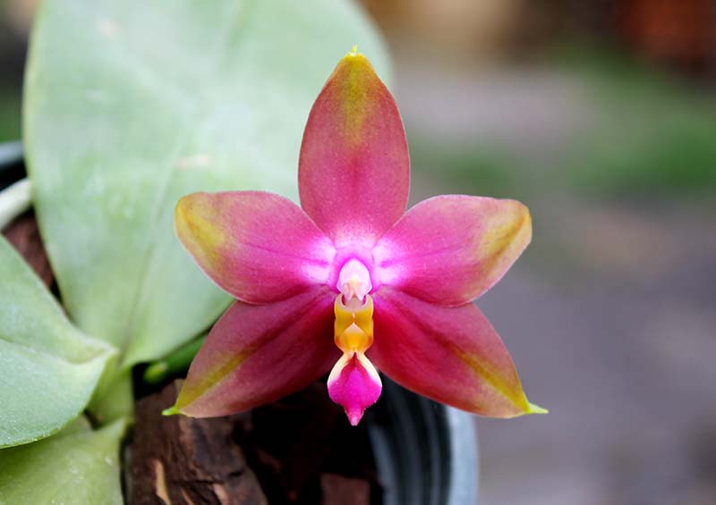 Phalaenopsis (Nobby's Green Eagle x DTE) x (violacea x Su-An Super Star).jpg