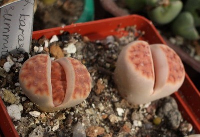 Очень яркий и красивый Lithops karasmontana summitatum может стать<br />изюминкой любой каменистой композиции.