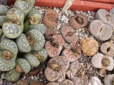 Снова литопсное разноцветье в пределах одной плошки.