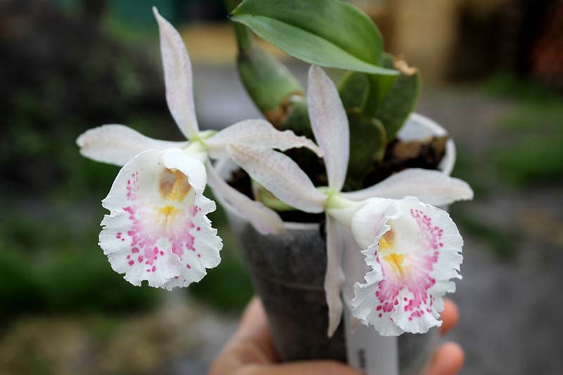 Trichopilia suavis.jpg