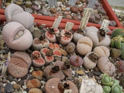 А здесь уже разнообразие не только по цветам, но и по родам. Слева<br />виднеется практически белый динтерантус, а справа зелененькая<br />лапидария.