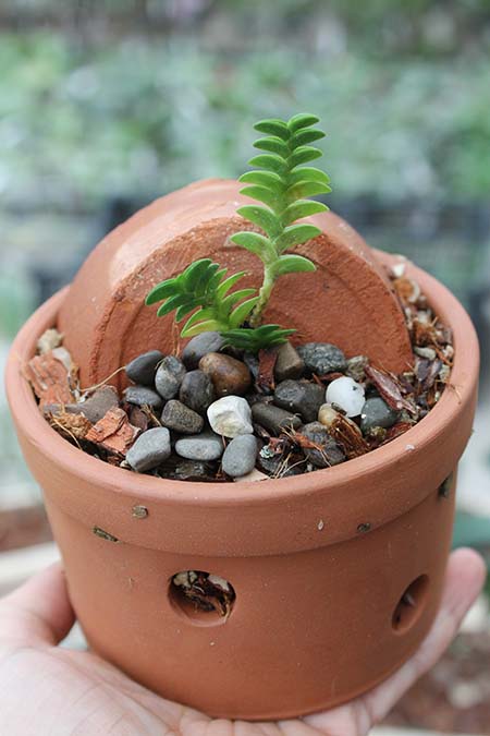 Angraecum distichum.jpg