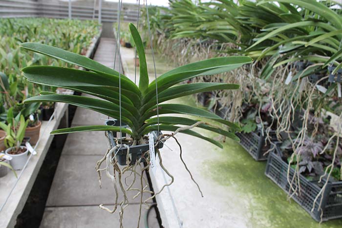 Vanda Jiraprapa x Suksamran Spot.jpg