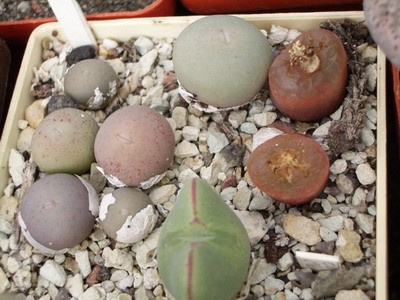 91, 90 - Разнообразие конофитумов. Действительно, это очень<br />разнообразный и по виду и по размерам род.