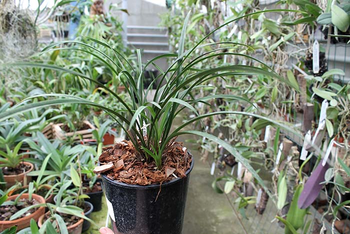 Cymbidium goeringii.jpg