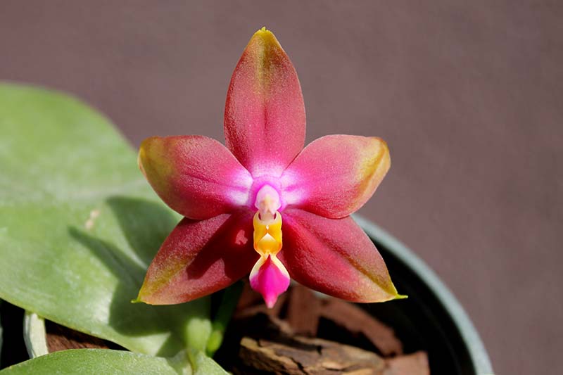 Phalaenopsis (Nobby's Green Eagle x DTE) x (violacea x Su-An Super Star).jpg