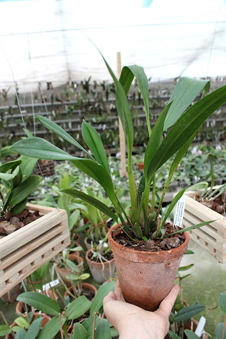 Maxillaria fractiflexa.jpg