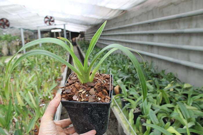 Phragmipedium kovachii x richteri.jpg